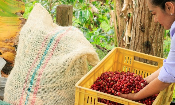 Cofermenty w kawie  - innowacja, eksperyment czy przyszłość specialty?