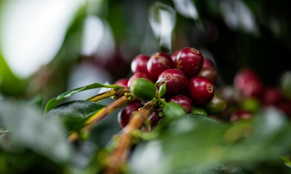 Najpopularniejsze gatunki kawy - czym różnią się Arabica, Robusta i Liberica?