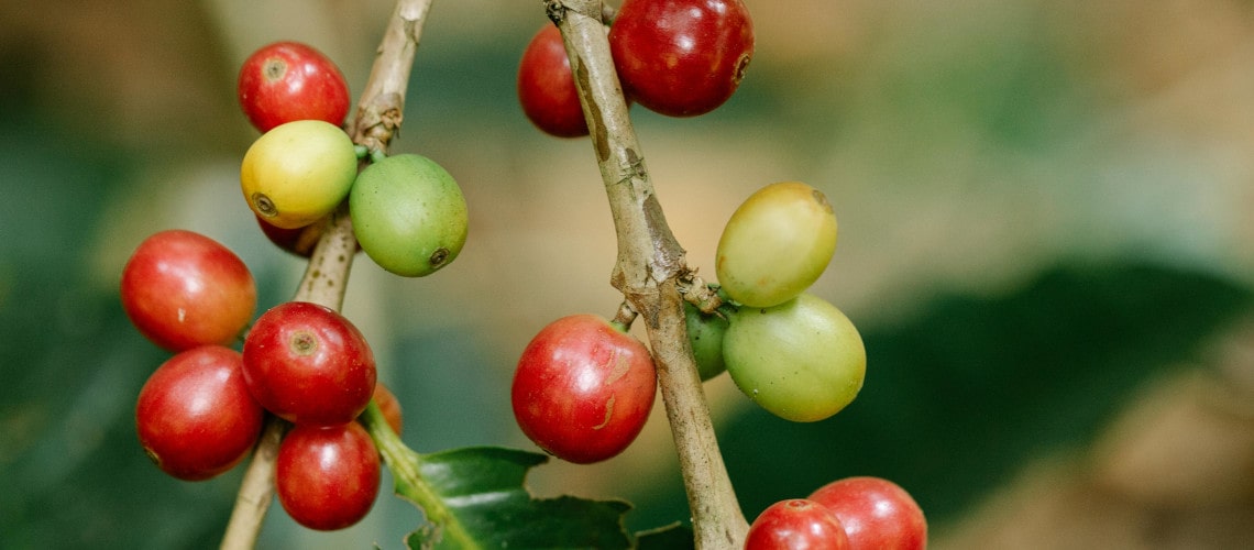krzew z czerwonymi owocami kawy